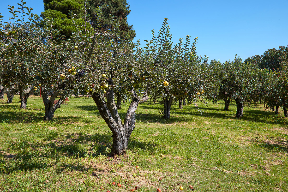 Trees in an apple orchard on a sunny day.