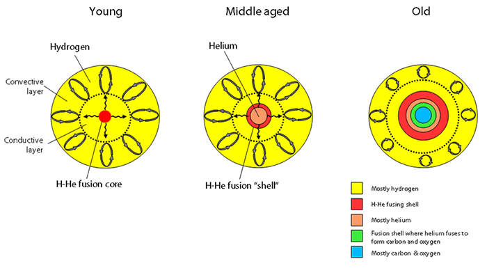 In the life of a star like the Sun, its 3 ages contain convective outer layer and conductive centre