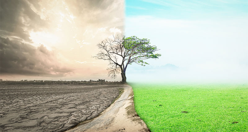 Half drought and half abundance tree standing landscape background