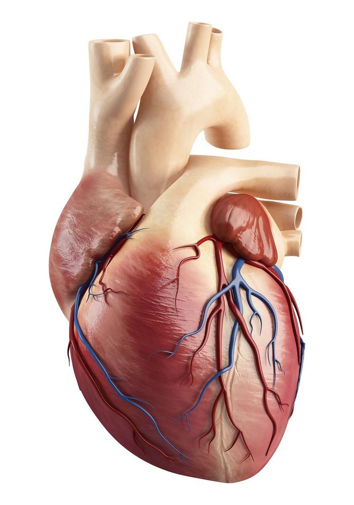 Heart with coronary vessels