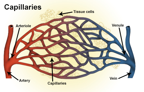 Arteries are usually colored red. They are large and branch into smaller and smaller blood vessels called capillaries. As the capillaries start to turn blue, they get larger and larger. Many join together to form larger veins.