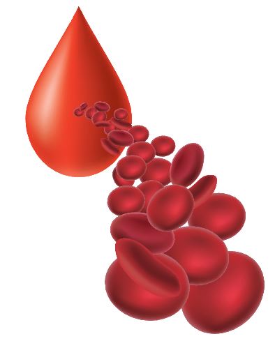 : red blood cells are round discs that are thinner in the middle and thicker around the outside.