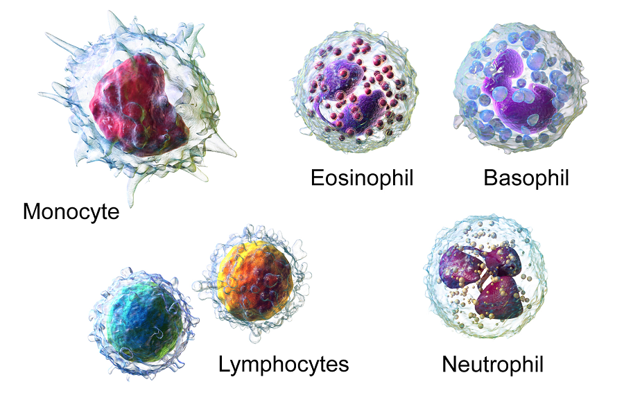 The monocyte shows a large nucleus with little room around the outside. The eosinophil shows a two-lobed nucleus (two pieces held together by a thin part like a string) and lots of red granules or dots in the cell. The basophil shows a two-lobed nucleus as well, but blueish granules or dots in the cell. Lymphocytes show nuclei that take up the entire cell. The neutrophil shows a cell with three lobes in its nucleus.