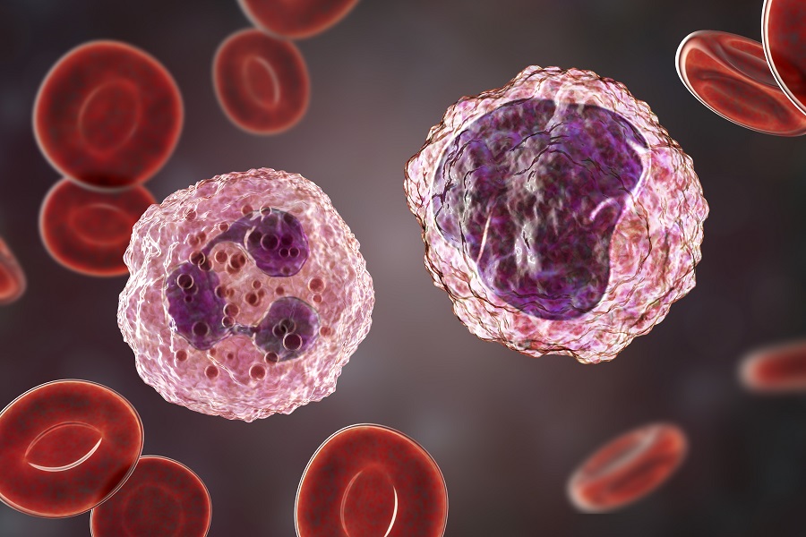 neutrophil cells