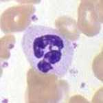 Neutrophil photo