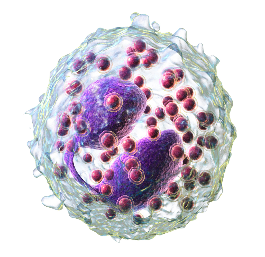 Eosinophil drawing