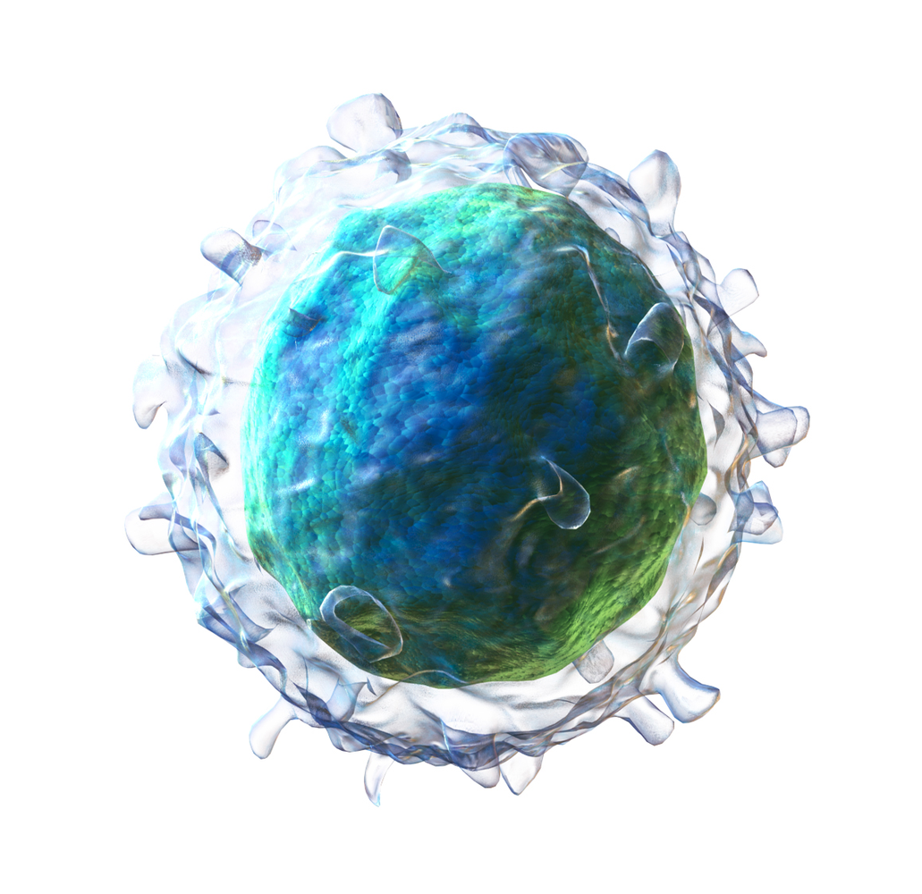Lymphocyte B-cell drawing