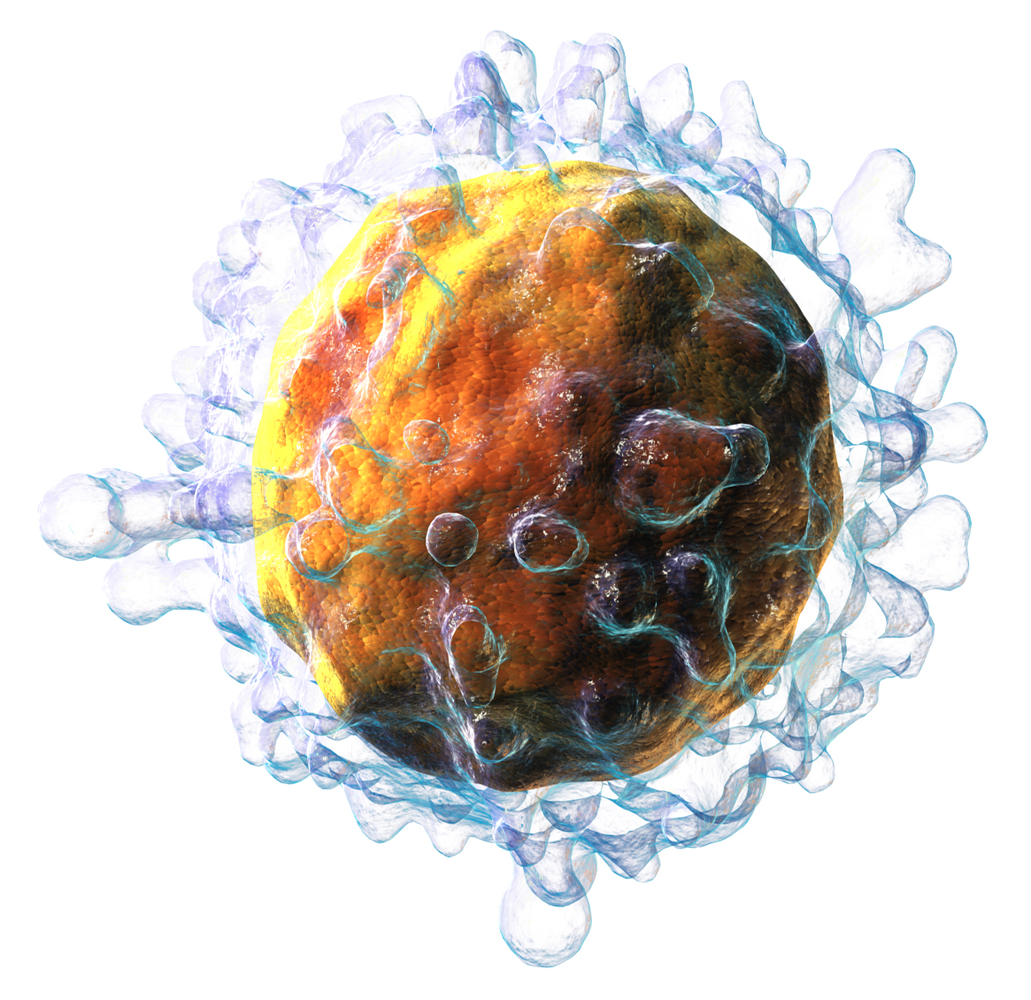 Lymphocyte T-cell drawing