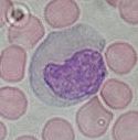 Monocyte photo