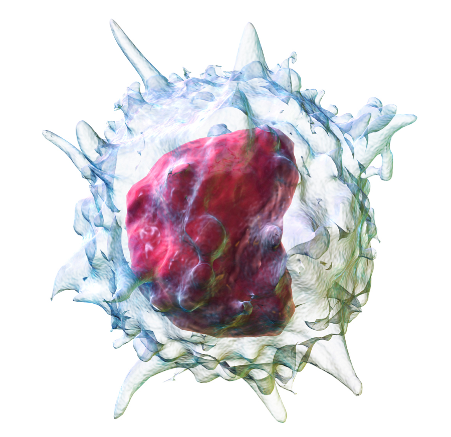 Monocyte drawing