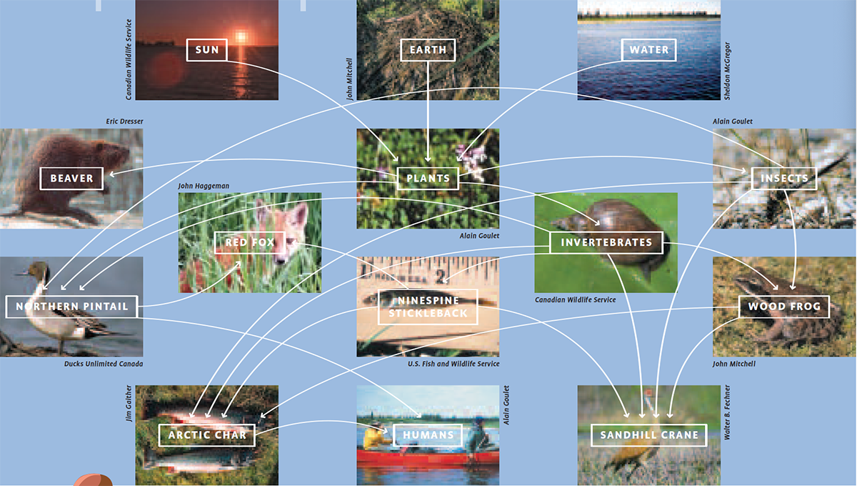 A non-hierarchical food web highlighting the importance of biodiversity and key relationships between different forms of life. The sun, earth and water serve as key sources of life for plants. Plants then provide food sources for insects, invertebrates and animals like beavers, northern pintails and wood frogs. Insects and invertebrates provide food for woods frogs and ninespine stickle back fish. The frogs and smaller fish are key sources of food for larger fish, like the arctic char, and birds, like the sandhill crane. Out of the species depicted, humans will most likely use the northern pintails and arctic char as food sources.