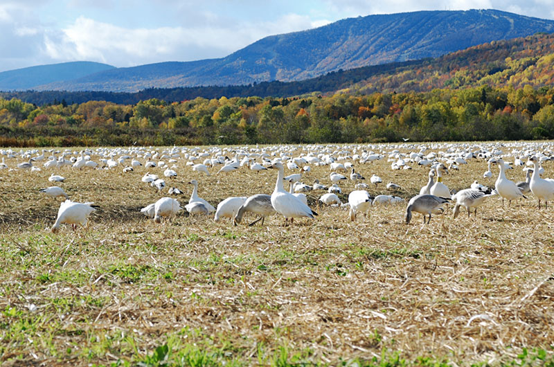 Snow Geese pre-migration gathering at Cap Tourmente (Quebec, Canada).