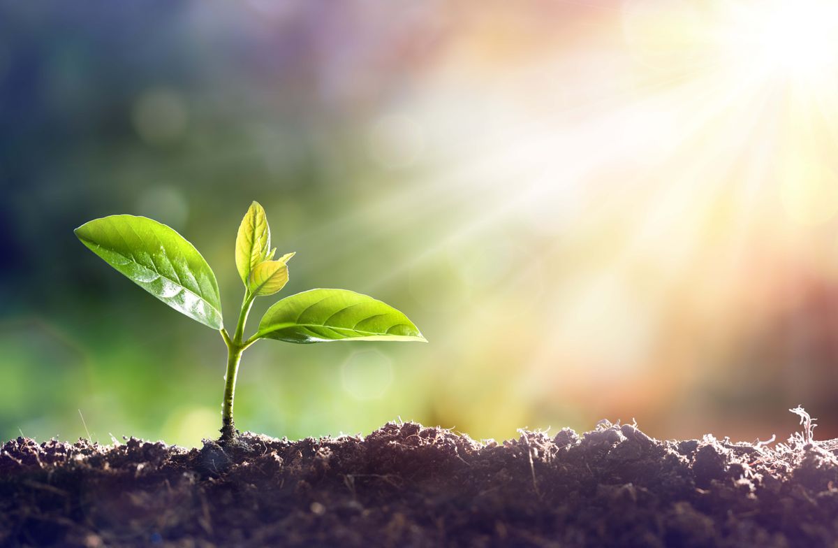 Tree seedling grown in rich topsoil