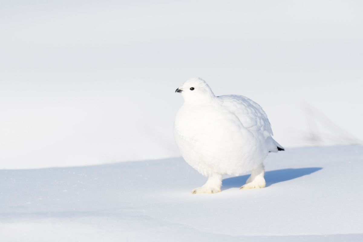 Willow Ptarmigan (Lagopus lagopus), walking on snow, Churchill, Manitoba, Canada.