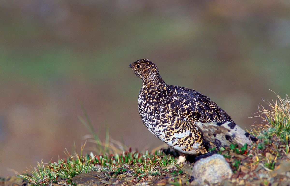 White tailed Ptarmigan at the tundra