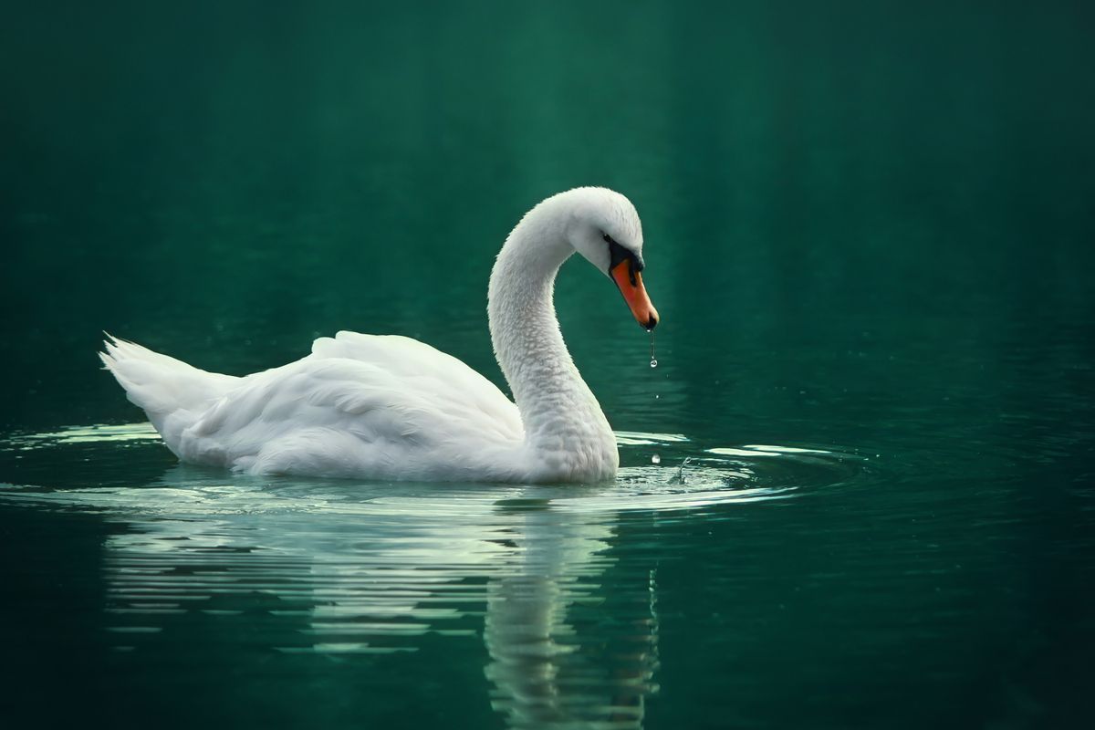White swan.